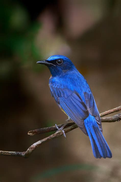 Pretty Blue Pretty Birds Beautiful Birds Bird Species