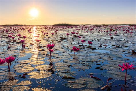 The Pink Lotus Lake Tambon Chiang Haeo