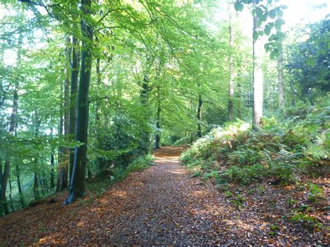 Due to our rural location visitors can be. Staying in a Cabin in the Forest of Dean, Gloucestershire ...