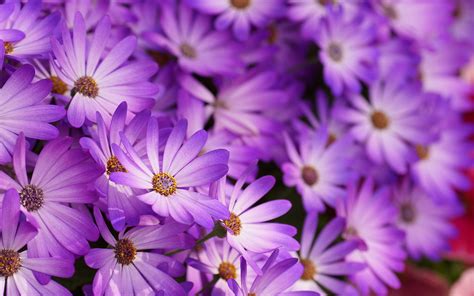 Purple Flower Pics 07180 Baltana