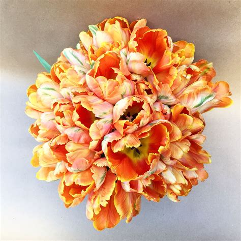 Parrot Tulips The Name Comes From The Appearance Of