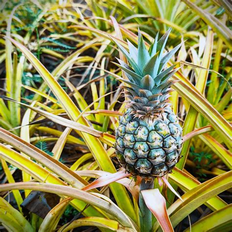 A Complete Guide To Baby Pineapple Care Plants Craze