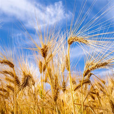 Free Images Sky Field Barley Wheat Prairie Sunlight Explore