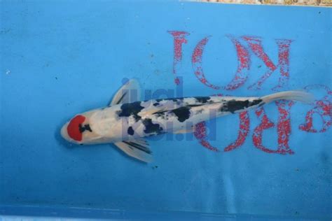 Arti mimpi dapat ikan koi. Jual Ikan Koi Besar | jualkoi.id