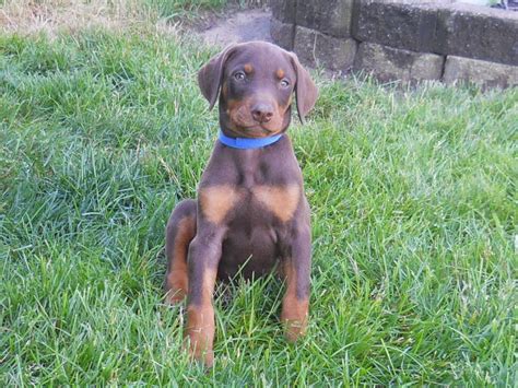 Akc doberman puppies for sale we have 5 blue/tan and 4 black/tan akc which have their dew claws and tails docked. Doberman Pinscher Puppies For Sale | Shipshewana, IN #276514