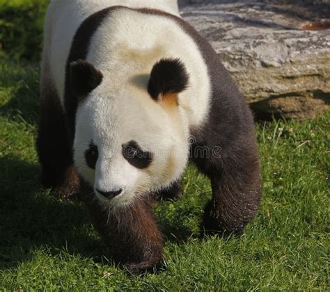 Panda Gigante Ailuropoda Melanoleuca Adulto Imagen De Archivo