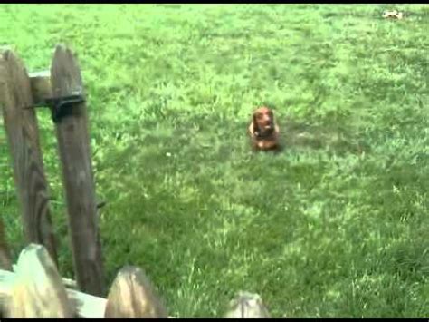 The following steps are here to help you make. Do Underground Electric Dog Fences Work? (The Test 3 Days After Do-It-Yourself Install) Wiener ...