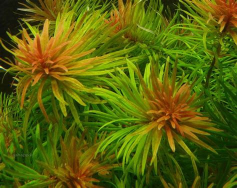 Ludwigia Inclinata Var Verticillata “cuba” Freshwater Plants Planted