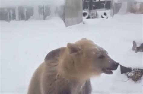 Watch A Viral Video Of A Man Playing With A Bear In The Snow Travel