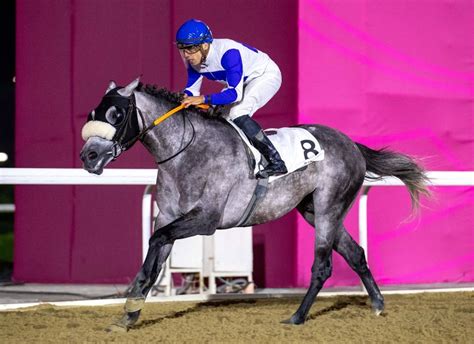 Khalifa Al Kuwaris Tajamhor Wins Al Dibal Cup Read Qatar Tribune On