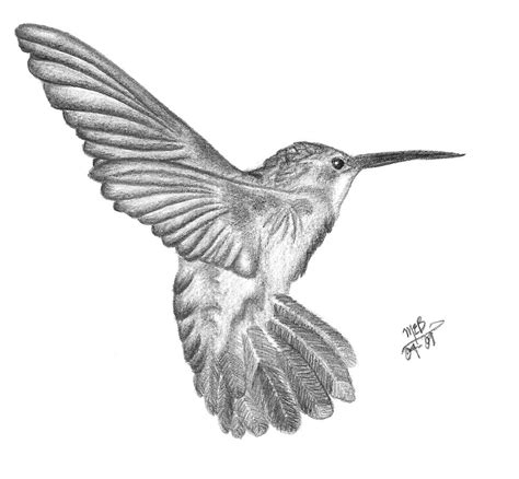 Pencil Drawing Of A Hummingbird Apeopleandanationvolume1