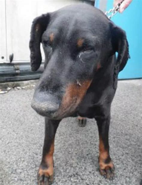 Pensioner Allowed His Doberman To Become So Obese She Had To Be Put
