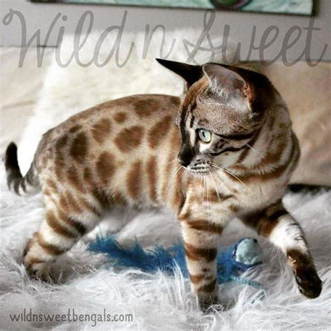 Chat Bengal Snow Lynx Charcoal Get Images
