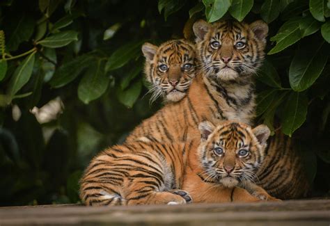 The 12-week-old Sumatran Tiger Cubs, at Chester Zoo, were recently