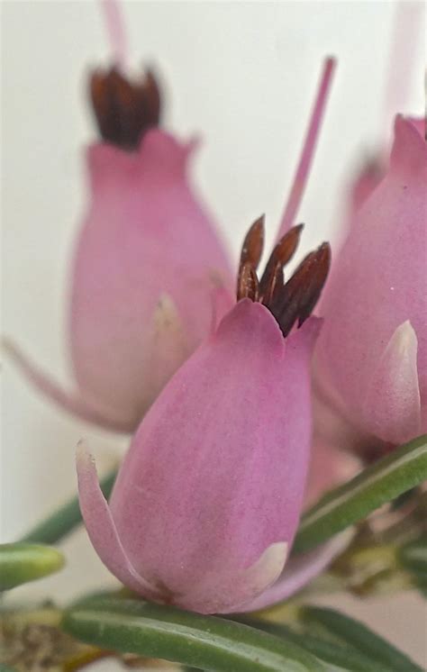 Maybe you would like to learn more about one of these? Flower Key - corolla and calyx - Tree Guide UK