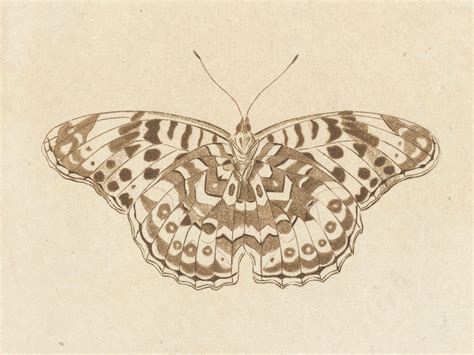 Printable Art Vintage Mothbutterfly Art Print Muted Etsy