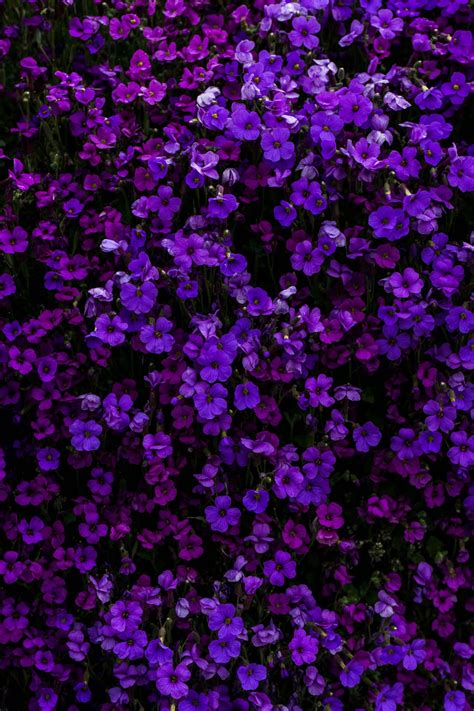 Pngtree > background >floral background. Flower Purple Pictures | Download Free Images on Unsplash