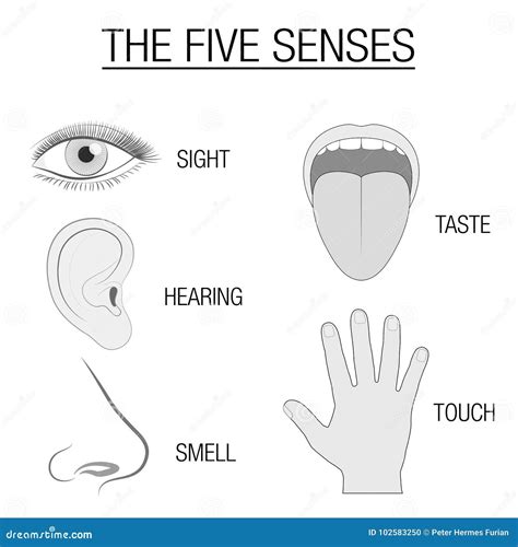 Eye Ear Tongue Nose And Hand Five Senses Chart With Sensory Organs