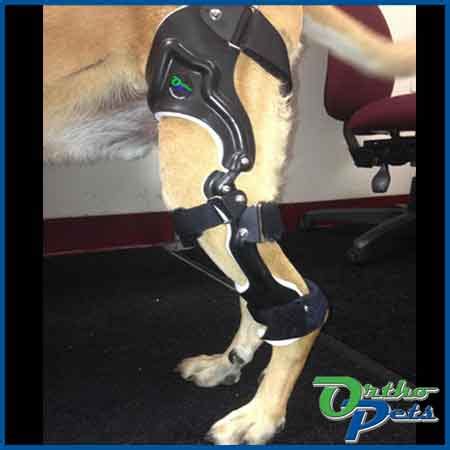 Can a dog's acl heal without surgery? Dog Knee Brace - Stifle Braces for torn ACL, cruciate ...