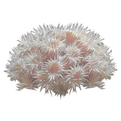 Collection Of Coral Png Hd Pluspng