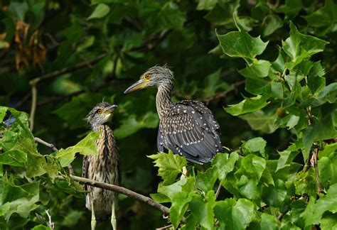 224a5571 Aa Yellow Crowned Night Heron George Williams Flickr