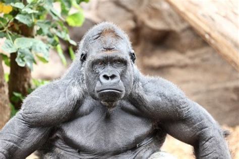 Just Not Said: Gorilla muscle