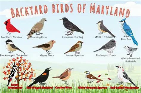 Maryland Birds 8 Most Common Native Backyard Birds To Watch Love The