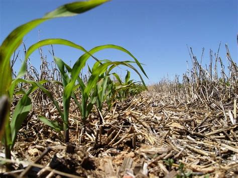 From wikipedia, more below:a cactus (plural: Conservation Tillage: Advantages and Disadvantages ...
