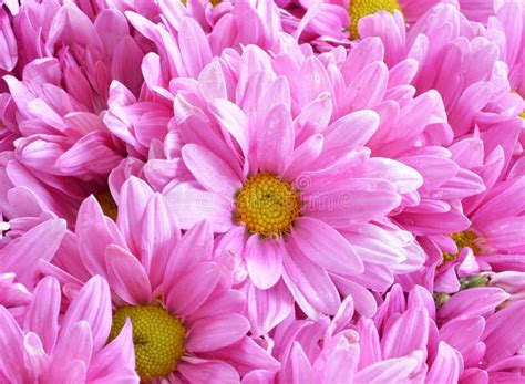 Pink Chrysanthemum Flowers Stock Photo Image Of Isolated 50198338