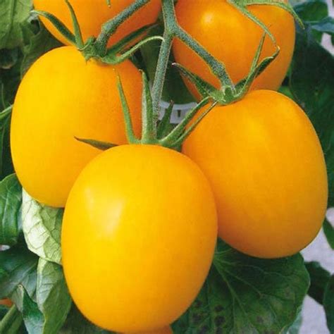 Roma Tomato Seeds Yellow Italian Heirloom Great For Paste Etsy