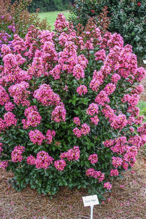 Top 10 Fast Growing Trees Birds And Blooms Magazine Crepe Myrtle Bush