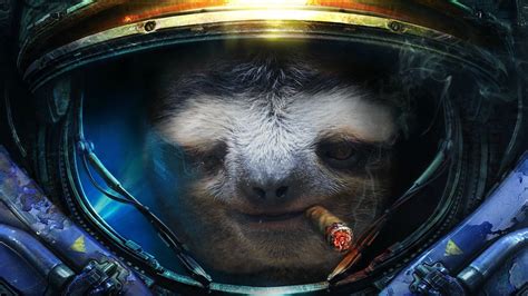 Sloth Wallpapers Wallpaper Cave