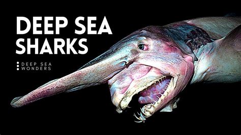 These Deep Sea Sharks Are Living Fossils Youtube