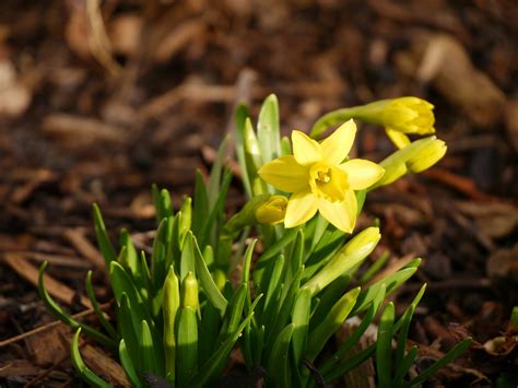 The Earliest Blooming Spring Bulbs