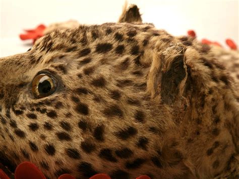 It is very soft and makes even the softest sheepskin feel like sandpaper by comparison. Vintage Authentic Leopard Skin Rug at 1stdibs