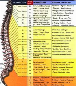 10 Things Most People Don T Know About Chiropractic Charts D