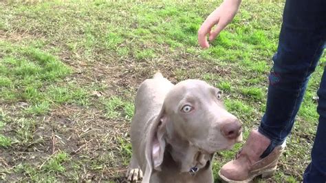 Weimaraner Puppy 12 Weeks Old Playing Outside Youtube