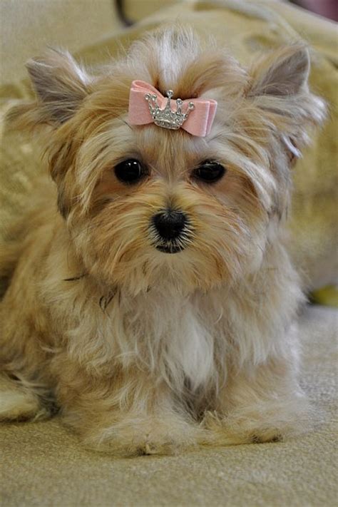 full grown teacup morkie  teacup morkie    images frompo