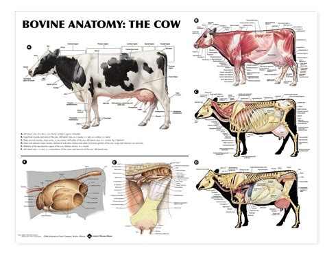 The Diagram Shows Different Types Of Cows And Their Skeletal Systems