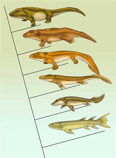 How Most Humans Lost Their Tails From Fish To Tetrapods To Apes To