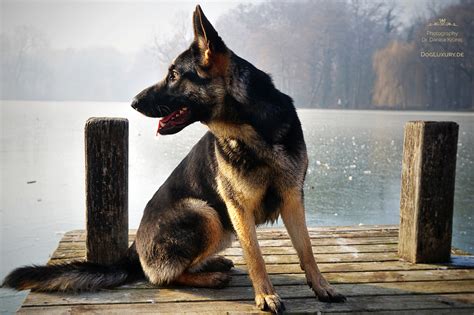 Weitere ideen zu schwarzer schäferhund, schäferhunde, hunde. Schwarz Grauer Deutscher Schäferhund Akira | Dog Luxury