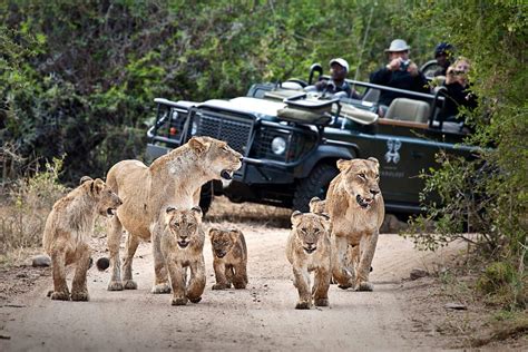 The Best Time To Visit South Africa On Safari Art Of Safari
