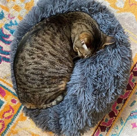 Calming Donut Cat Bed Fluffy Anti Anxiety Pet Bed Warm Etsy