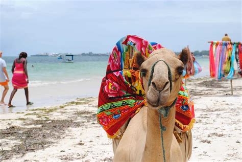 Things To Do In Mombasa Exciting Reasons To Visit Mombasa Tiketi