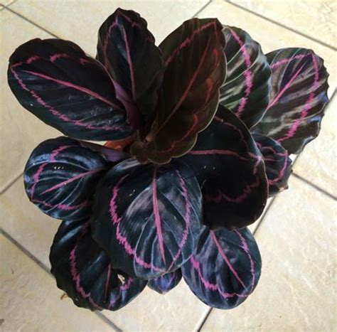 Sure, prayer plants boast beautiful, broad leaves with variegated shades of green, but here's what's prayer plants (also called maranta) require specific care, but when they receive it, they are happy. Pin von Lynne White auf Plants | Zimmerpflanzen ...