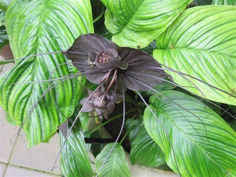 It is found on the caribbean islands of cuba and hispaniola (in both haiti and the dominican republic). Bat Flower Info: How To Grow Bat Flower Plants