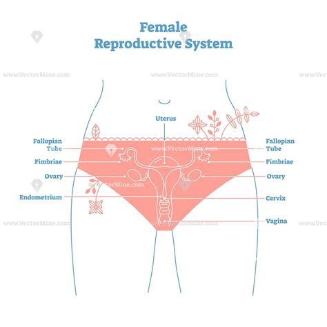 Artistic Style Female Reproductive System Vector Illustration Female
