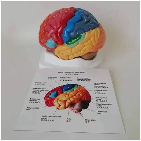 Buy Professional Educational Model Brain Anatomical Model Color Coded Partitioned Brain Model