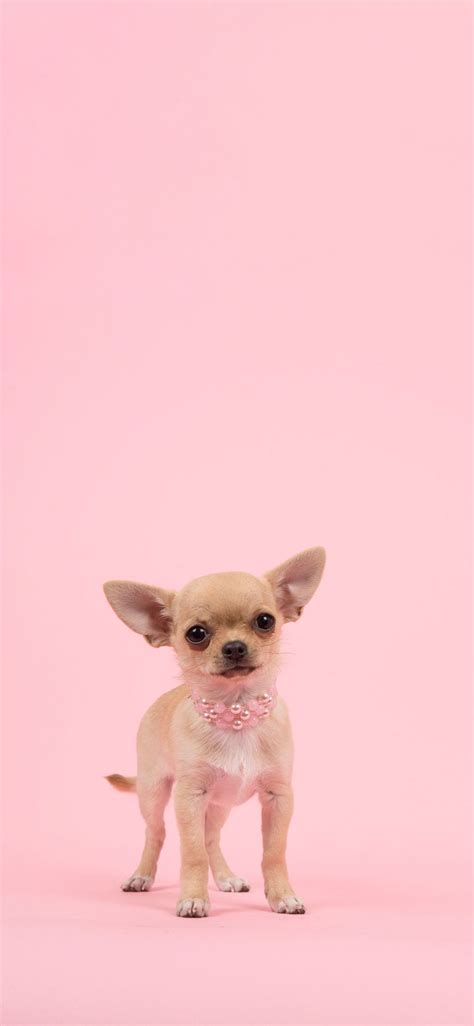 Pink Cute Dog Wallpapers Wallpaper Cave