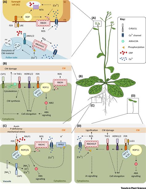 When a plant cell has stopped growing, there is usually one very large vacuole. Understanding CrRLK1L Function: Cell Walls and Growth ...